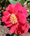 Alberta rose photo