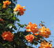 Whisky, Cl. rose photo
