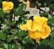 Eleonora ® rose photo