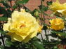 Eleonora ® rose photo