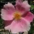 <i>Rosa anemonoides</i> Rehder Synonym rose photo