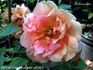 Ambassador (hybrid tea, Hjermind rose photo