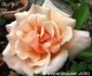 Mrs. G.A. Wheatcroft rose photo