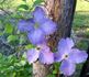 C. 'Dominika' clematis photo