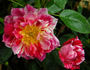 Charlie Brown ™ rose photo