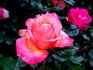 Marjorie May rose photo