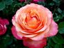 Marjorie May rose photo