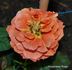 Klostertaler Power rose photo