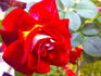 Lovely Ruffle rose photo