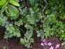 Schoolgirl rose photo