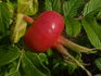 <I>Rosa rugosa</I> 'Typica' rose photo