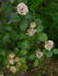 Old Dutch® rose photo