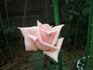 Lady Beauty rose photo