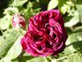 Camille Bernardin rose photo