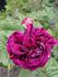 Camille Bernardin rose photo