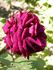 Camille Bernardin rose photo