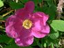 <i>Rosa</i> x <i>majorugosa</i> Palmén rose photo