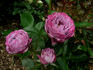 Monet rose photo