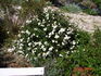 White Fairy rose photo