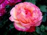 Marjorie May rose photo