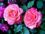Marjorie May rose photo