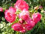 Patte de Velours rose photo