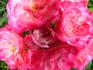 Patte de Velours rose photo