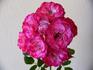 Patte de Velours rose photo