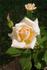 It's Show Time rose photo