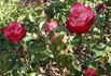 Anita rose photo
