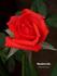 Cheshire Life rose photo
