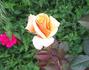 Copper Gem rose photo