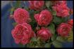 Ascot Bonnet rose photo