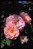 Jane Eyre rose photo