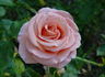 Caramel Sunset rose photo