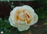 Grand Mogul rose photo