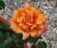 Intrepid Red rose photo