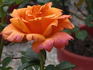 Intrepid Red rose photo