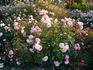 Australia Felix rose photo