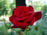 Peggy Rockefeller ™ rose photo