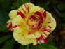 Brushstrokes rose photo