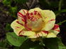 Brushstrokes rose photo