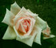 Souvenir de Madame Salati-Mongellaz rose photo