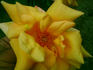 E. P. H. Kingma rose photo