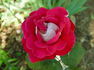 Front Page ™ rose photo