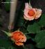 Klostertaler Power rose photo