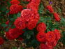 Orange Meillandina, Cl. rose photo