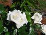 Home and Family ™ rose photo