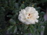 JoycieKordesii rose photo