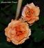 Klostertaler Power rose photo